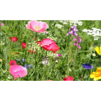 Northeast Wildflower Mix-4007