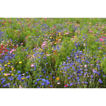 Northwest Wildflower Mix-4011