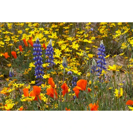 Southwest Wildflower Mix-4028