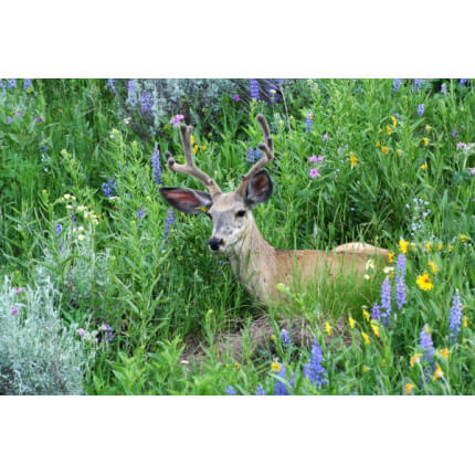 Deer Resistant Wildflower Mix-3985