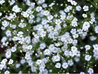 Baby’s Breath-5522