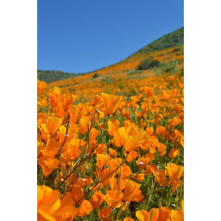 California Poppy-5352