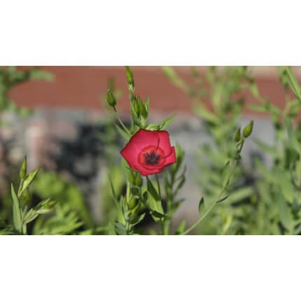 Scarlet Flax-5139