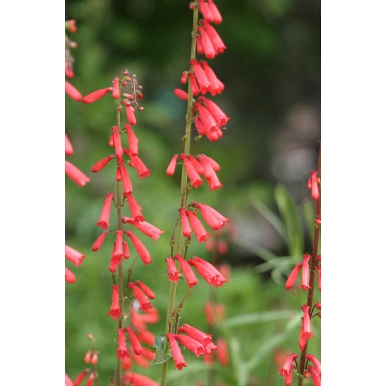 Firecracker Penstemon -1202