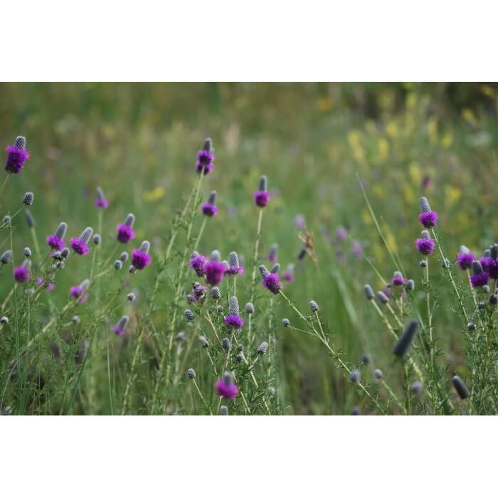 Purple Prairie Clover-1289