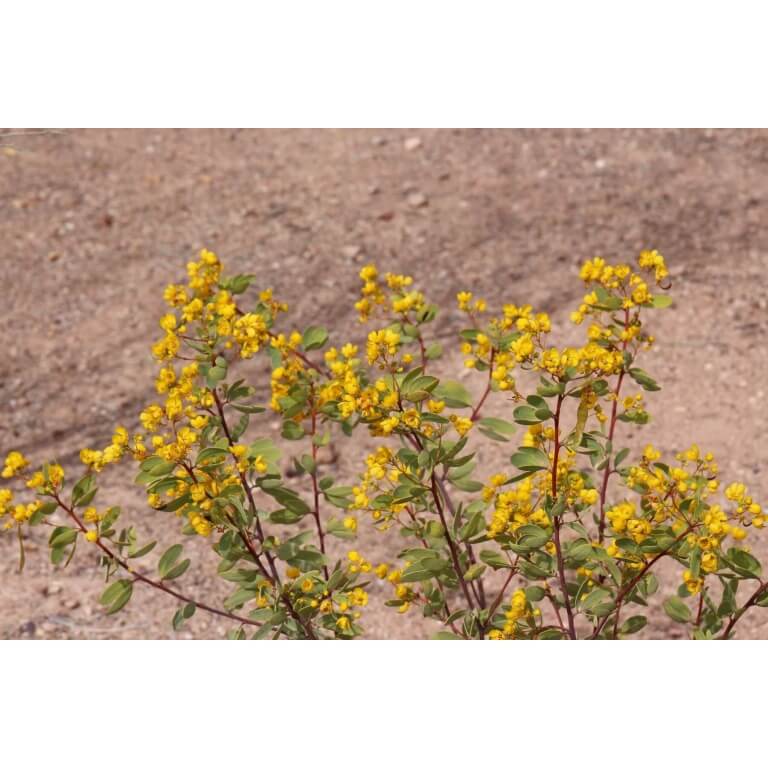 Desert Senna-4559