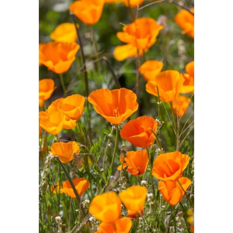 Mexican Gold Poppy-0