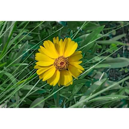 Brittlebush-5342