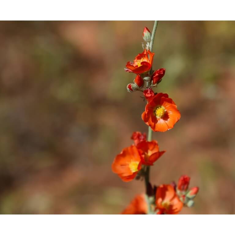 Desert Globemallow-5135