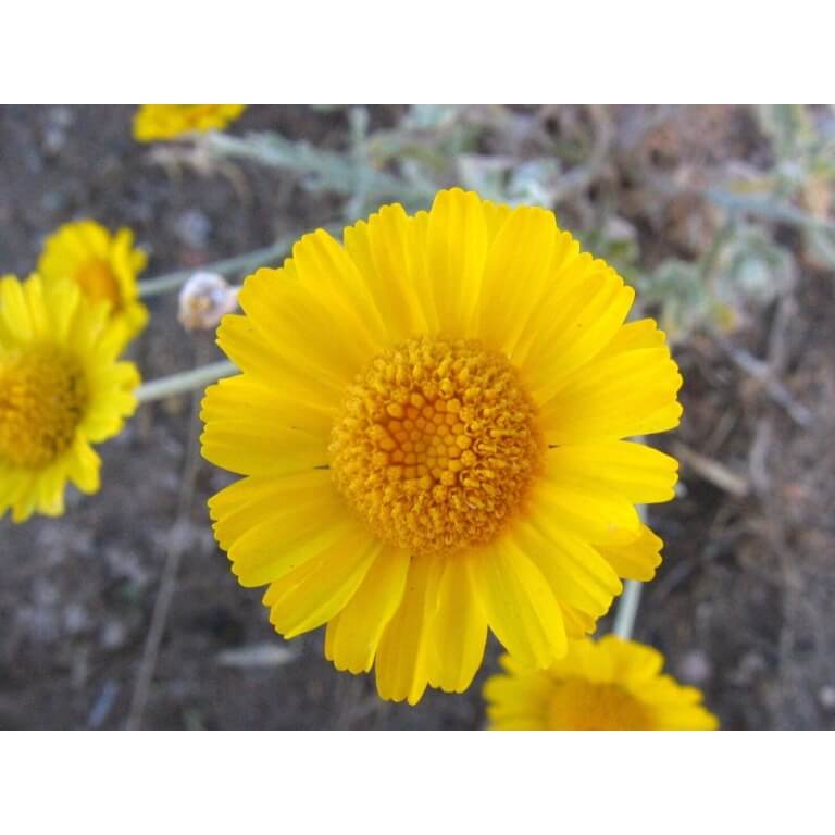 Desert Marigold-5256