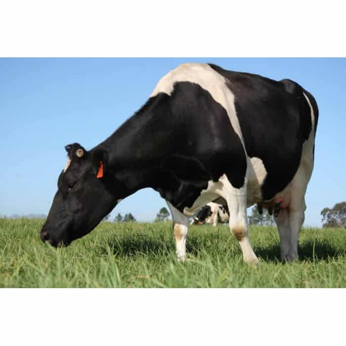 black and white dairy cow grazing