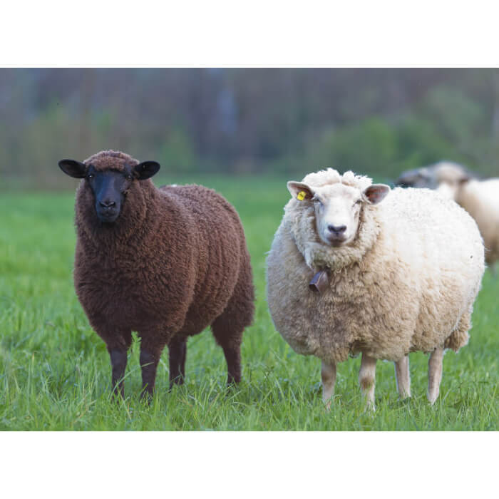 a black sheep and white sheep side by side in the grass