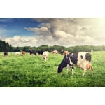 Great Lakes/New England Dairy Cow Forage Mix-2557