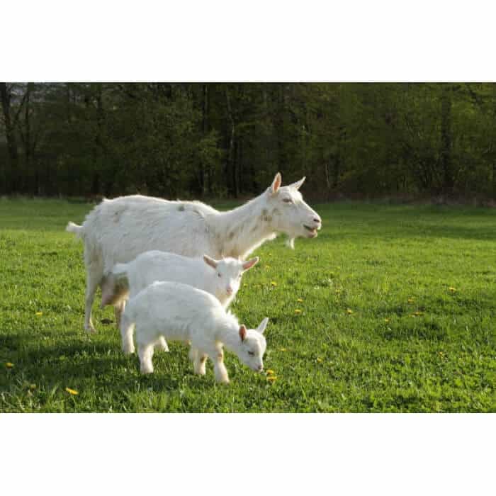 Great Lakes/New England Goat Forage Mix-2857