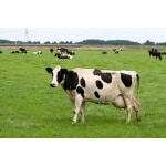 Intermountain West Dairy Cow Forage Mix-2573