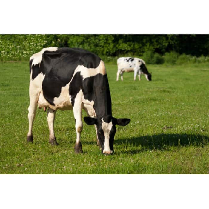 Mid-West/Mid-Atlantic Dairy Cow Forage Mix-2581