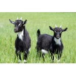 Mid-West/Mid-Atlantic Goat Forage Mix-2881