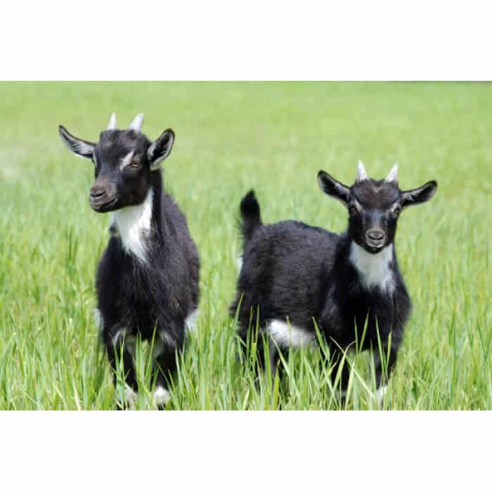 Mid-West/Mid-Atlantic Goat Forage Mix-2881