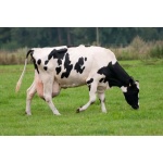 Pacific Southwest Dairy Cow Forage Mix-2597