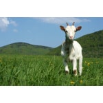 South-Atlantic Transitional Goat Forage Mix-2905