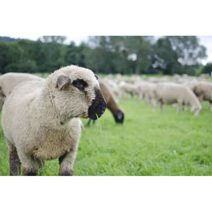 South-Atlantic Transitional Sheep Forage Mix-2801