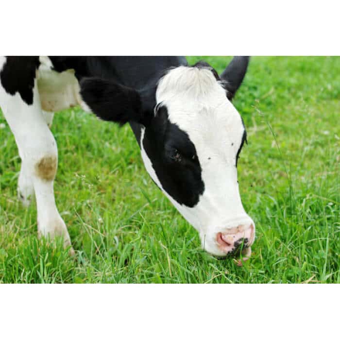 Southwest Semi-Arid Steppe Dairy Cow Forage Mix-2629