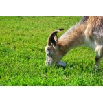 Southwest Semi-Arid Steppe Goat Forage Mix-2929