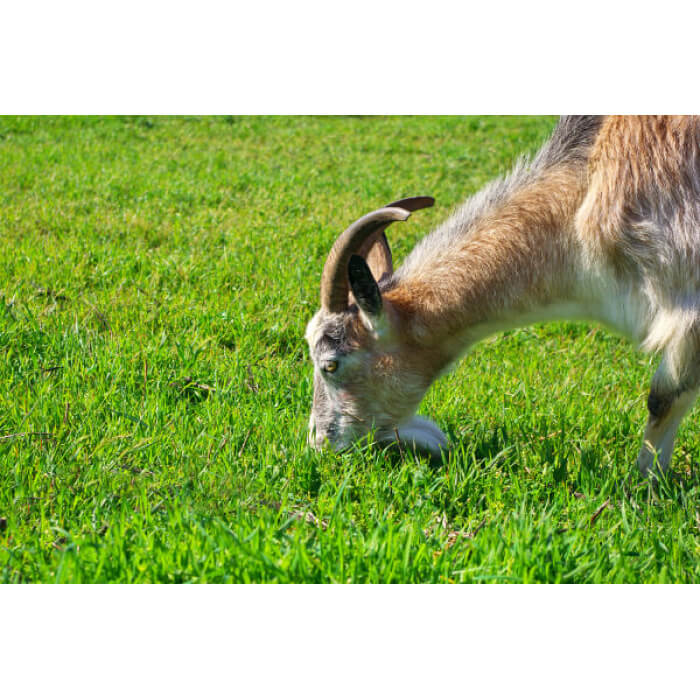 Southwest Semi-Arid Steppe Goat Forage Mix-2929