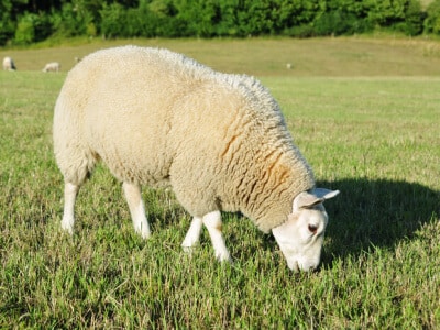 Southwest Desert Sheep Forage Mix-2825