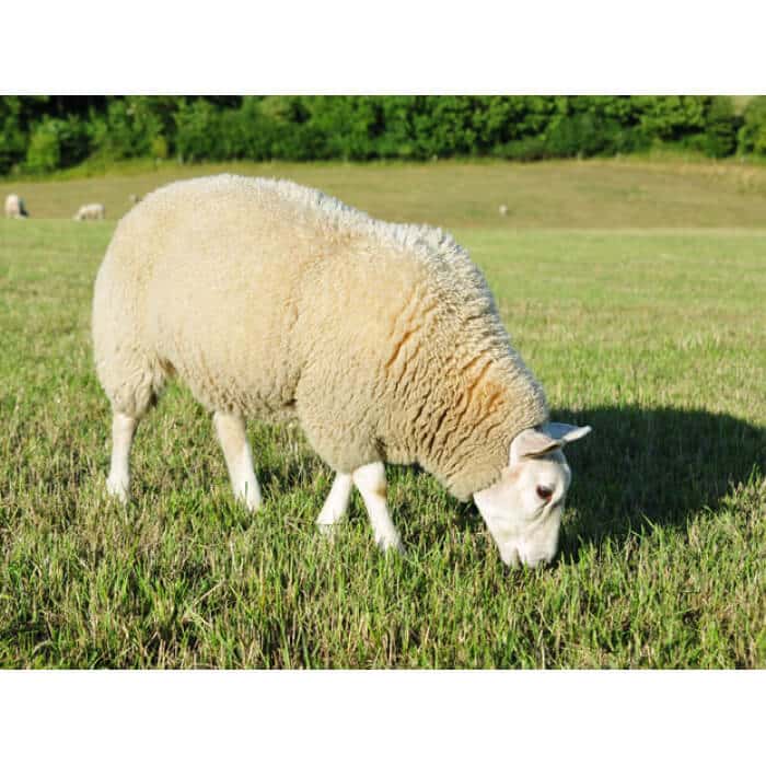 Southwest Desert Sheep Forage Mix-2825