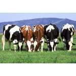 Southwest Transitional Dairy Cow Forage Mix-2637