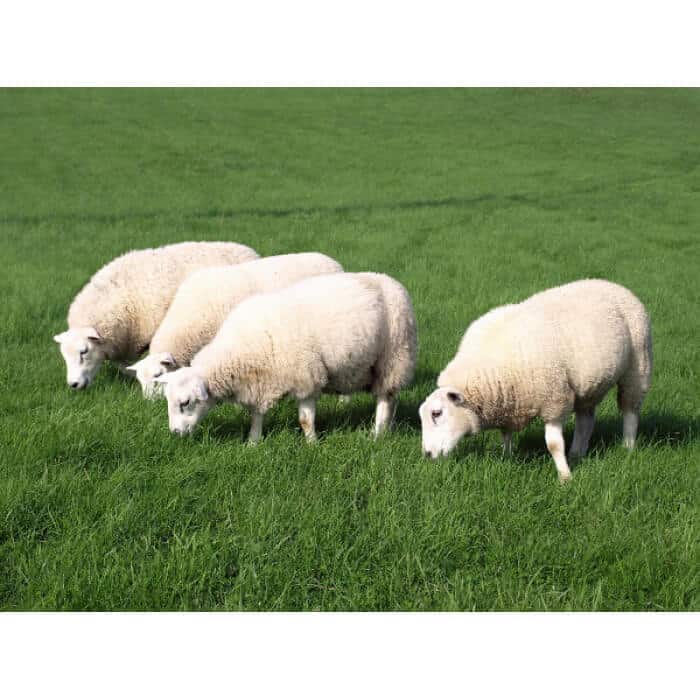 Southwest Transitional Sheep Forage Mix-2841