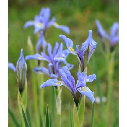 Rocky Mountain Iris-1198