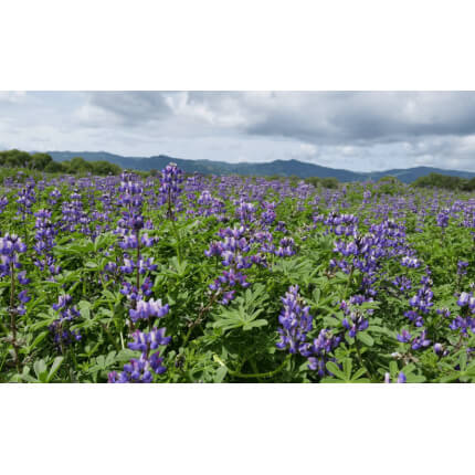 Arroyo Lupine-4667