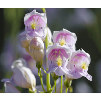 Palmer's Penstemon-5007