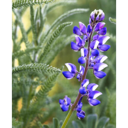 Miniature Lupine-5011