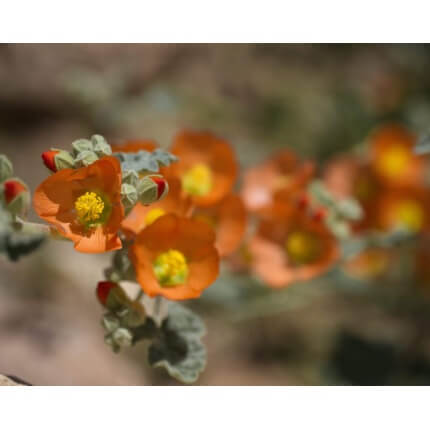 Coulter's Globemallow-1327