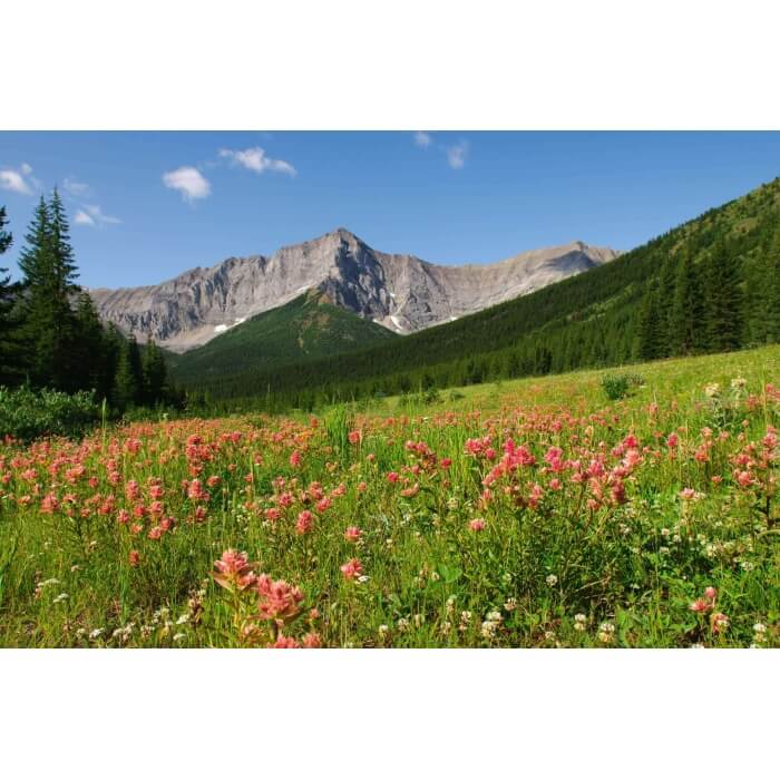 Splitleaf Indian Paintbrush-1355