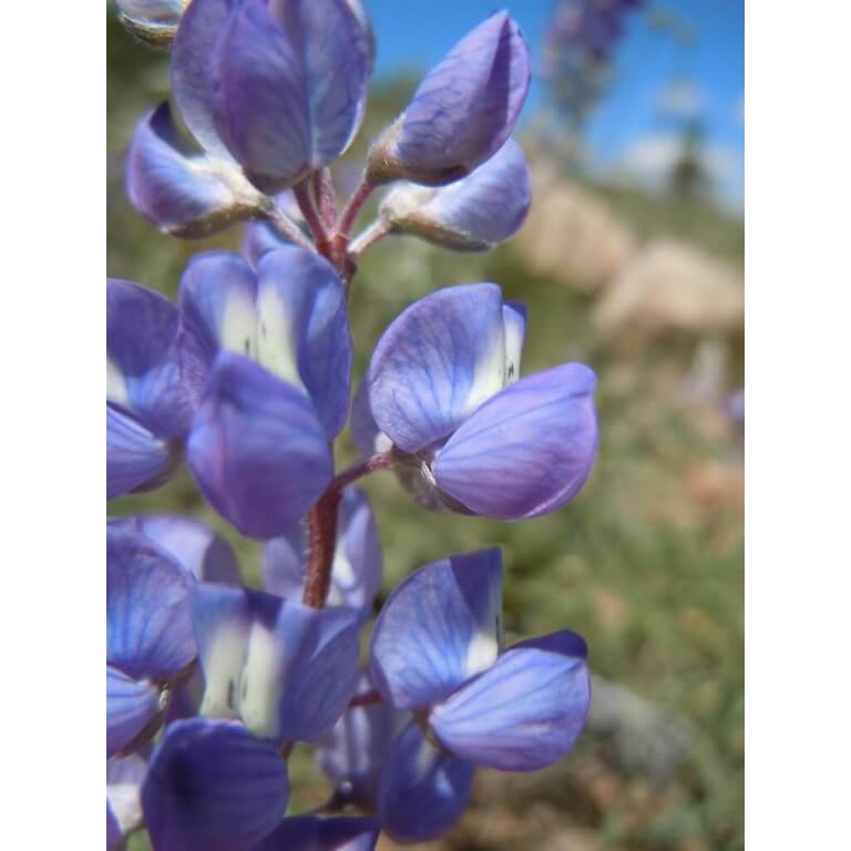 Silverleaf Lupine-1351