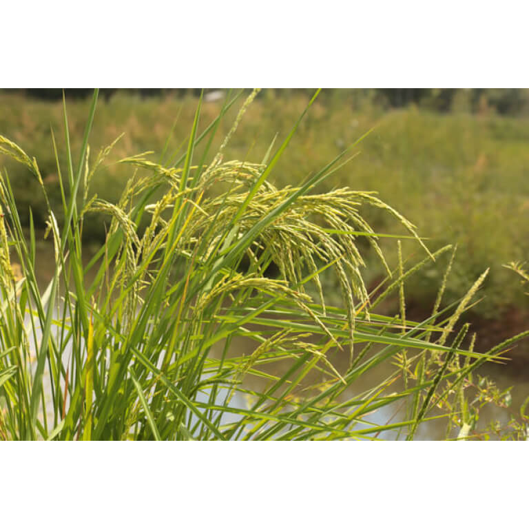 Streambank Wheatgrass-2293