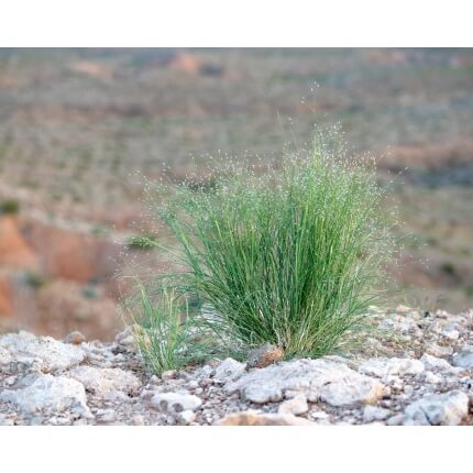 Indian Ricegrass-5035