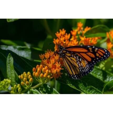 Butterfly Milkweed-5211