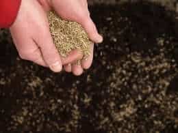 Planting grass seeds