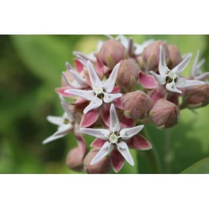 Showy Milkweed-5216