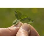 Microclover Seed-3909