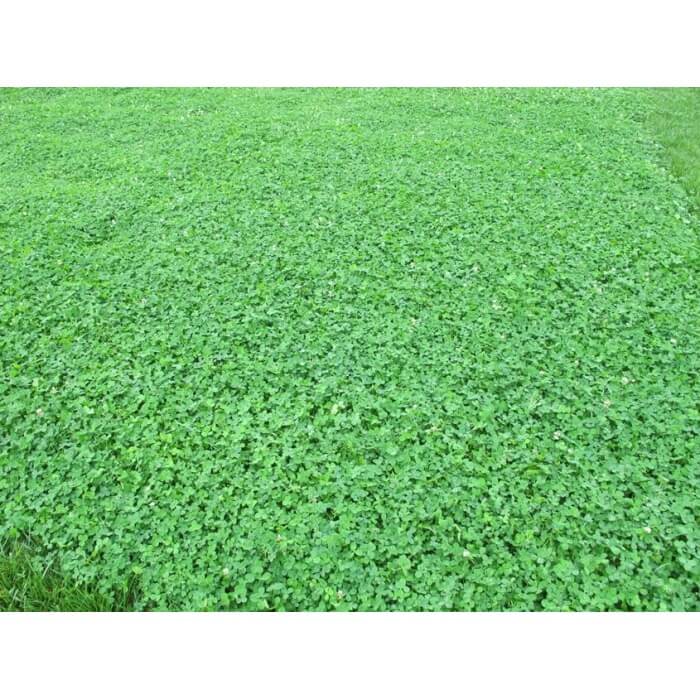 Microclover Seed-4510