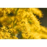 Canada Goldenrod-5232