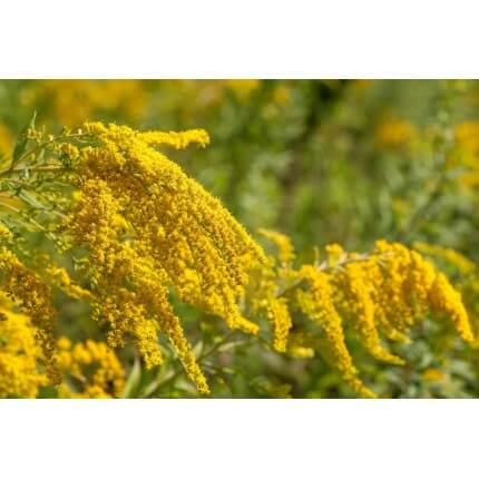 Canada Goldenrod-5231