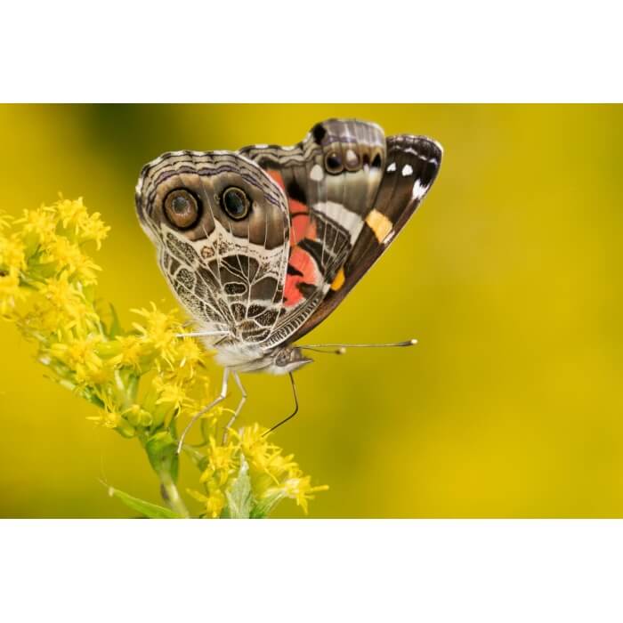 Canada Goldenrod-5233