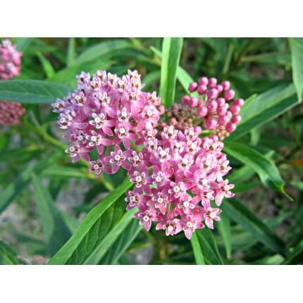 Common Milkweed-5214